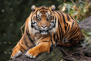 Sumatran tiger - Harald Loeffler