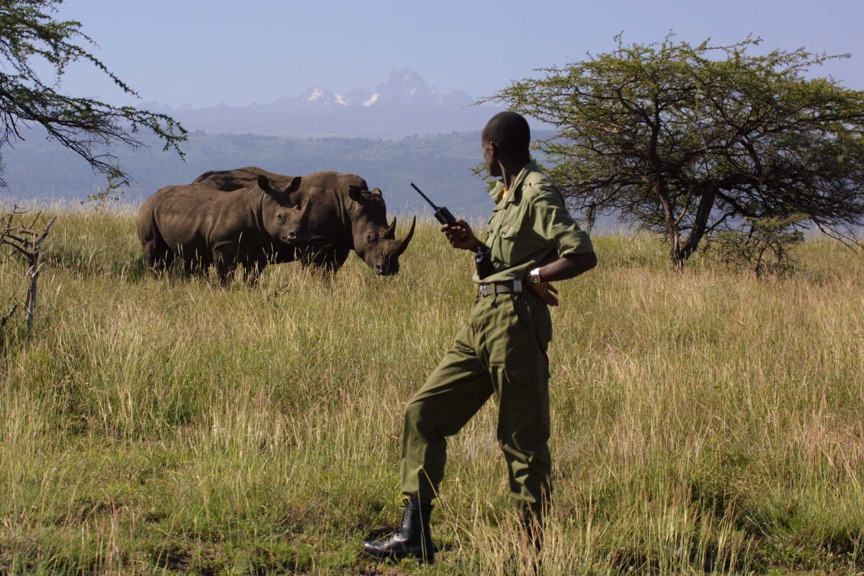 Ranger and two rhinos (©Tusk)